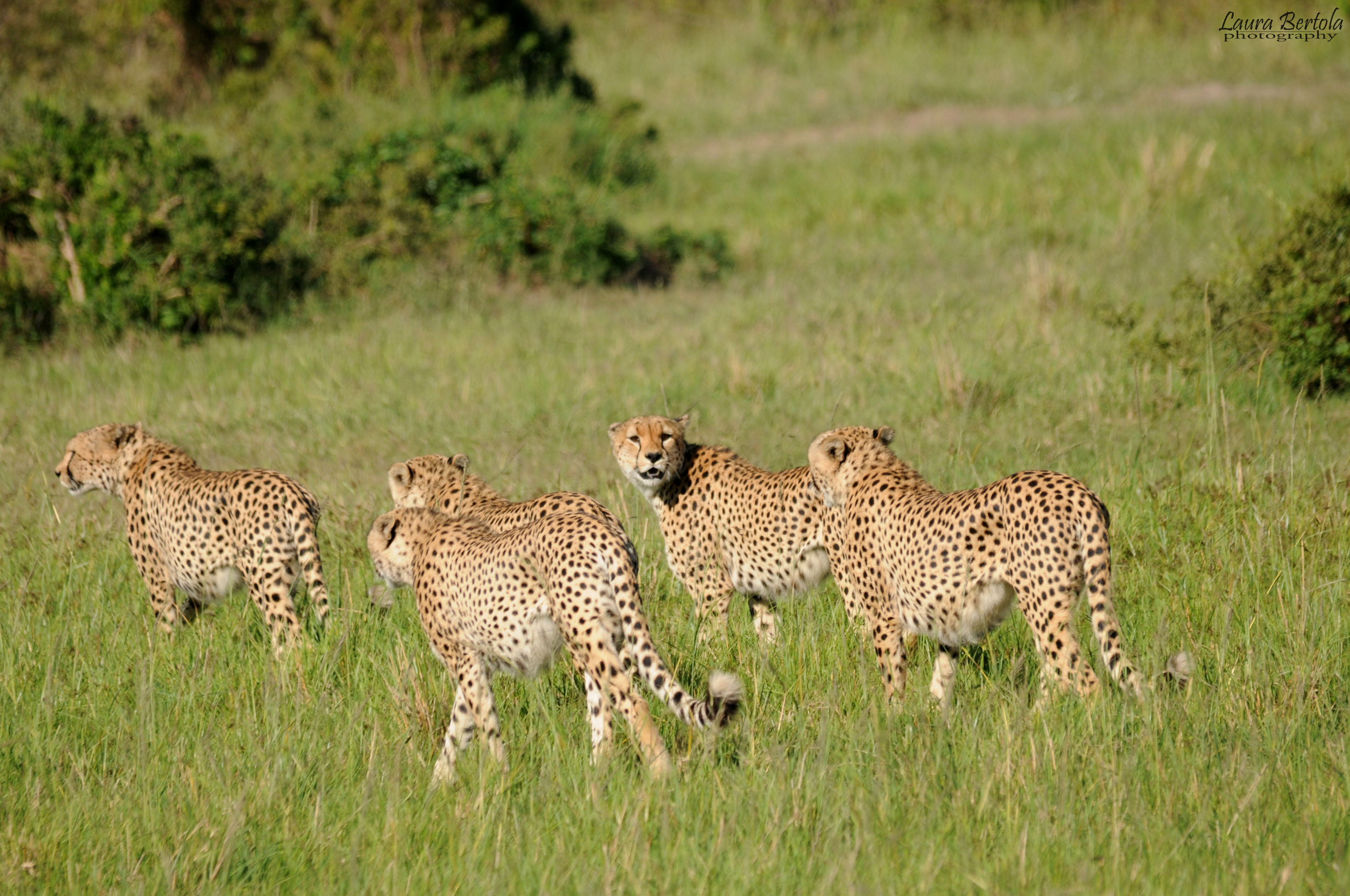 cheetahs