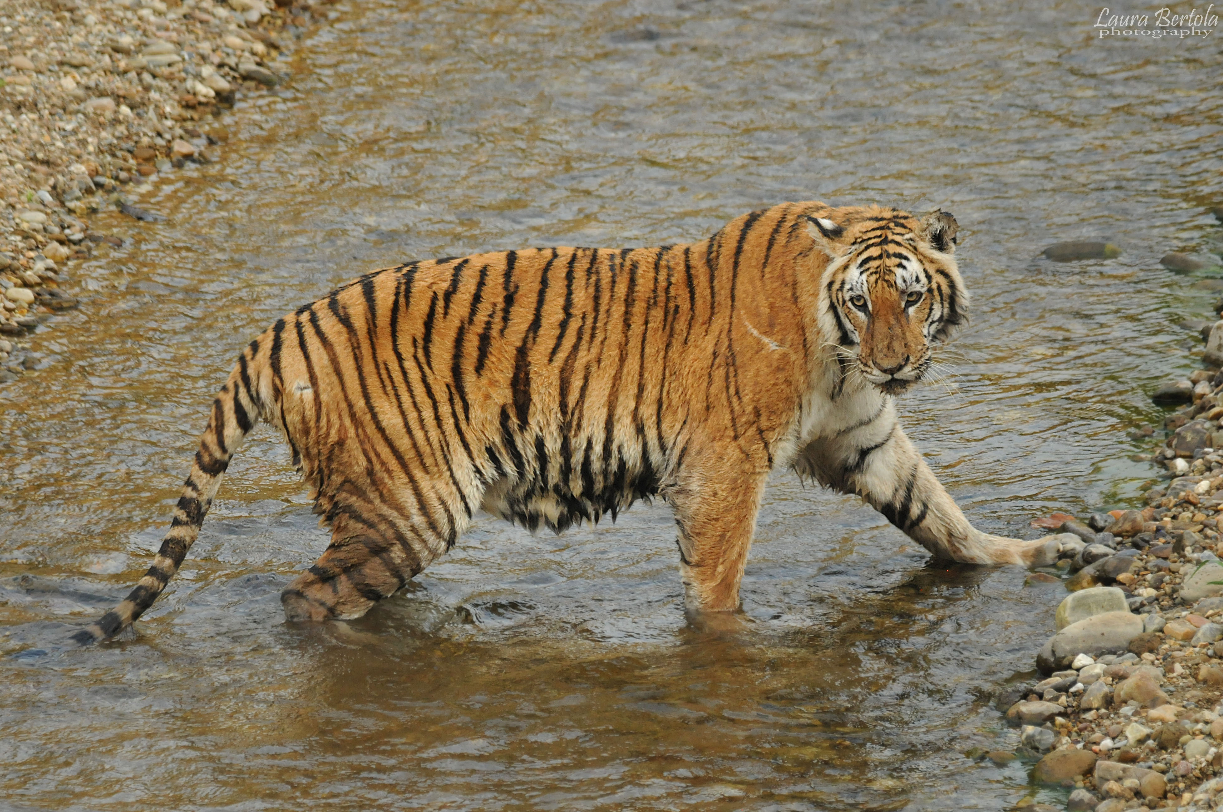 tiger